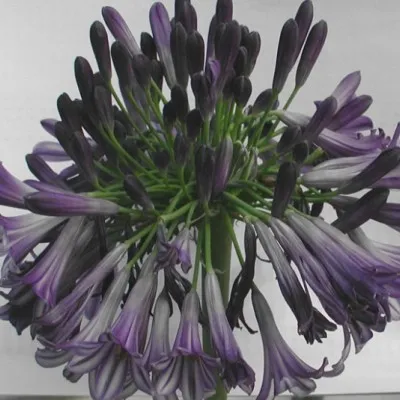 copy of Agapanthus 'Blue...