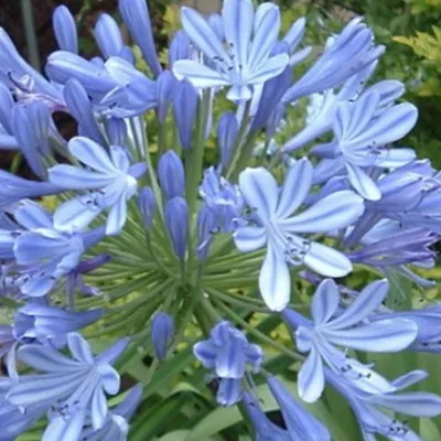 Agapanthus Blue Umbrella  V. 9