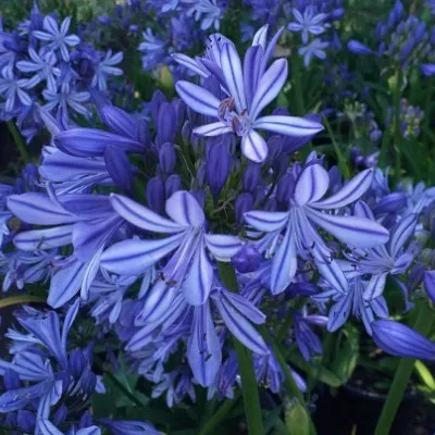 Agapanthus Charlotte  V. 9