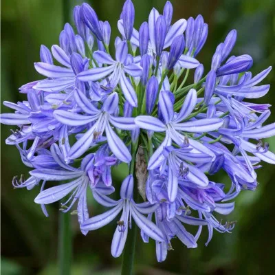 Agapanthus Donau  V. 9