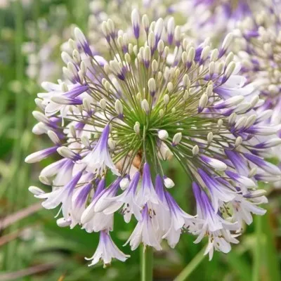 Agapanthus 'Fireworks'   V. 9