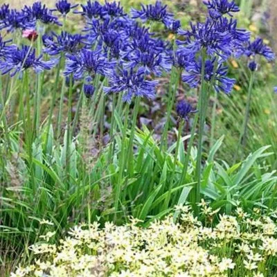 Agapanthus 'Navy Blue'  V. 9