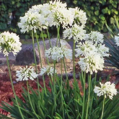 Agapanthus 'Polar Ice'  V. 9