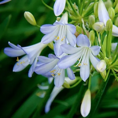 Agapanthus 'Silver Baby'...