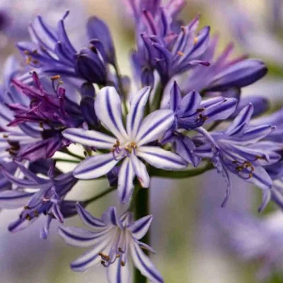 Agapanthus 'Tornado' ®  V. 9