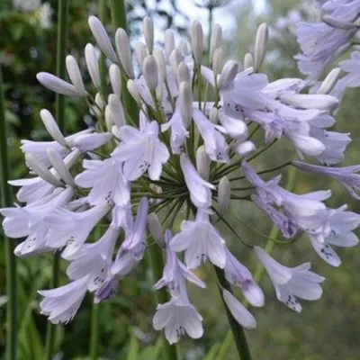 Agapanthus 'Windsor Grey'...