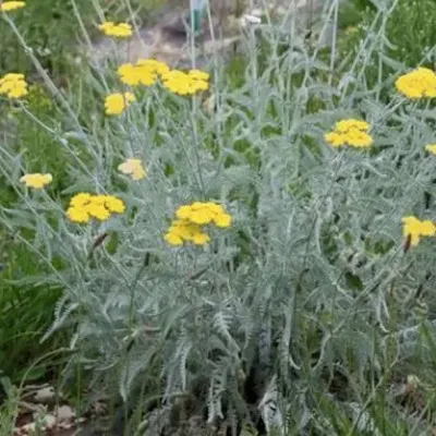 Achillea Clypeolata v.9