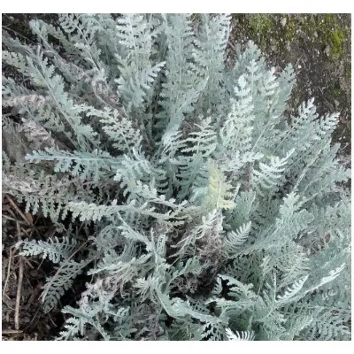 Achillea Clypeolata v.9