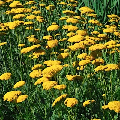 Achillea Filipendulina...