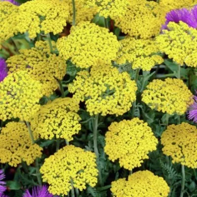 Achillea Filipendulina...