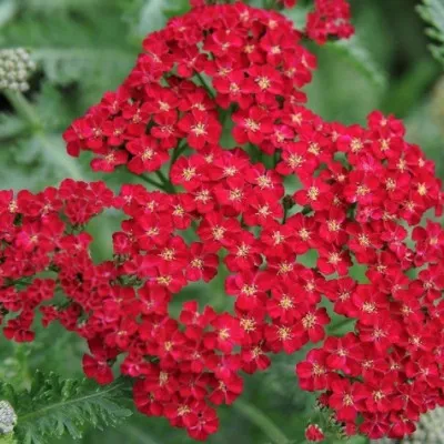 Achillea Filipendulina Red...