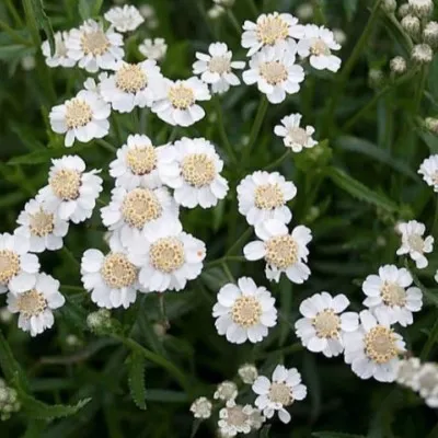 Achillea Ptarmica  v.9