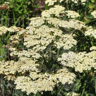 Achillea Taygetea  v.9