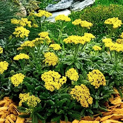 Achillea Tomentosa aurea  v.9