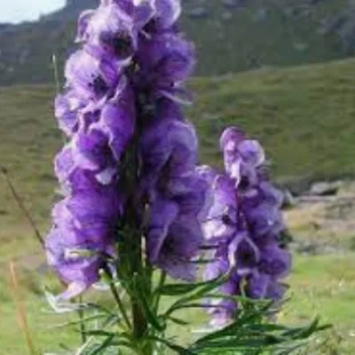 Aconitum Napellus