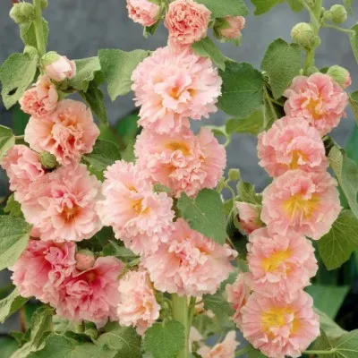 Alcea Rosea plena Charters...