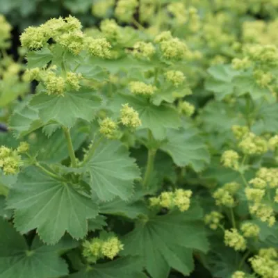 Alchemilla Epipsila vaso 9