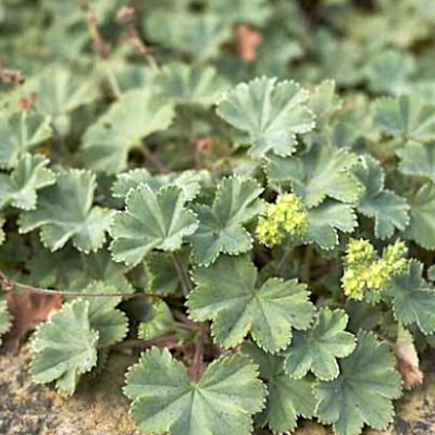 Alchemilla Erythropoda vaso 9