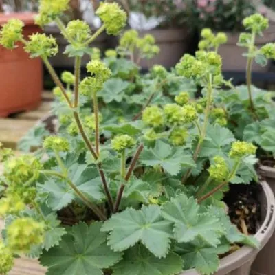 Alchemilla Erythropoda vaso 9