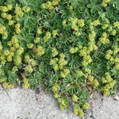 Alchemilla Faeroensis v....