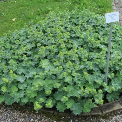 Alchemilla Xantochlora vaso 9