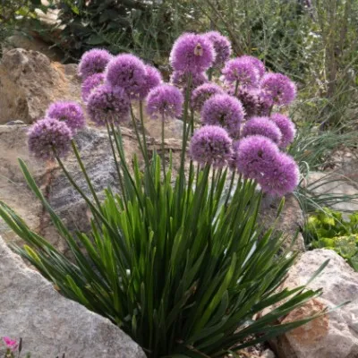 Allium senescens  vaso 9