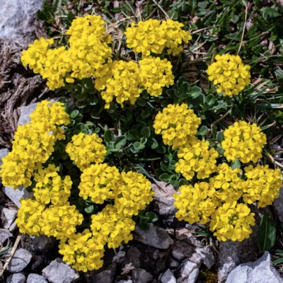 copy of Alyssum saxatile