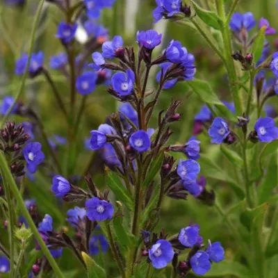 Anchusa Azurea v. 9