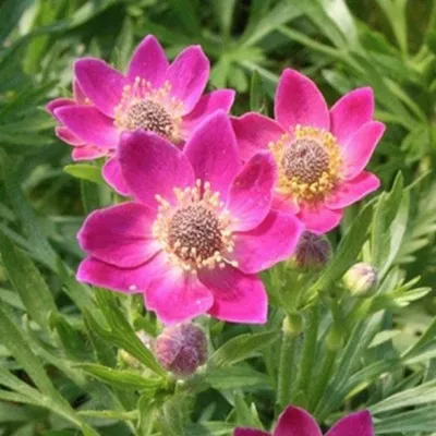 Anemone Multifida Rubra v.9