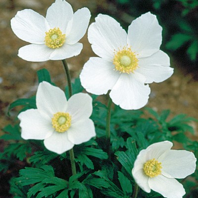 Anemone Sylvestris v.9