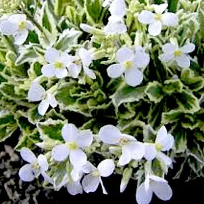 Arabis caucasica variegata v.9