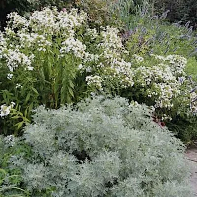 Artemisia Powis Castle vaso 9