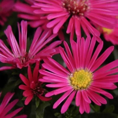 Aster Novi Belgii rosso...