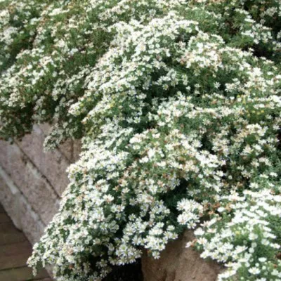 Aster Snow Flurry  vaso 9 cm.