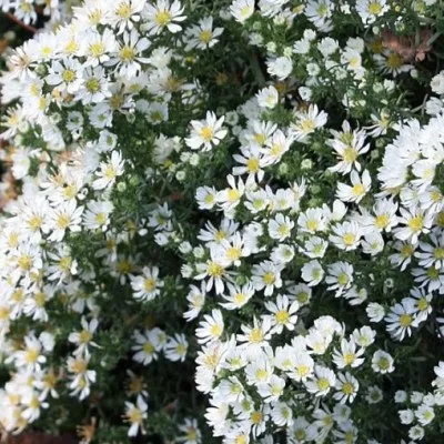 Aster Snow Flurry  vaso 9 cm.