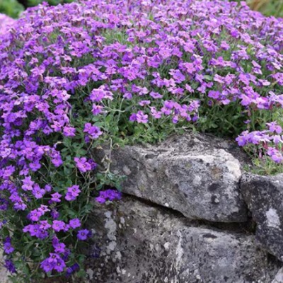 Aubrieta cascade purpur vaso