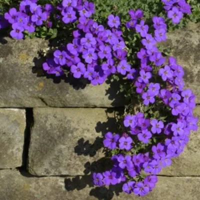 Aubrieta Hyb. Blaumeise vaso 9