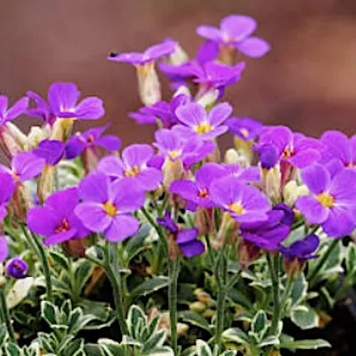 Aubrieta variegata v. 9