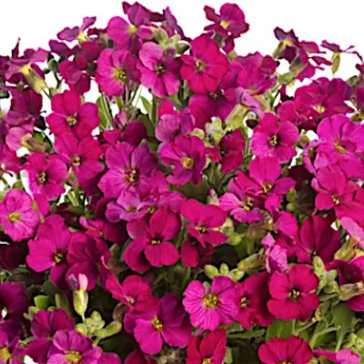 copy of Aubretia cascade blue