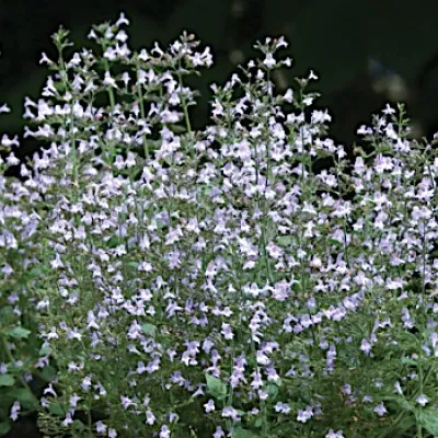 Calamintha nepeta blue...