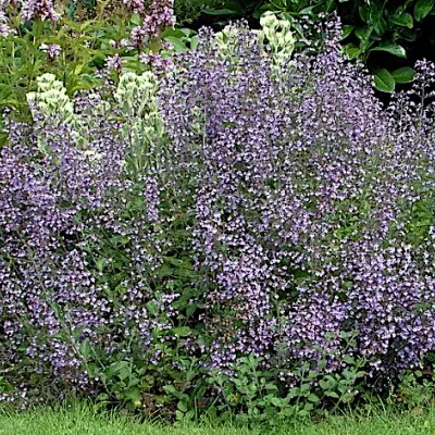 Calamintha nepeta blue...