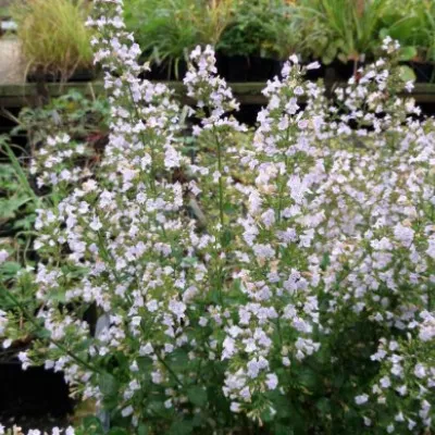 Calamintha nepeta...