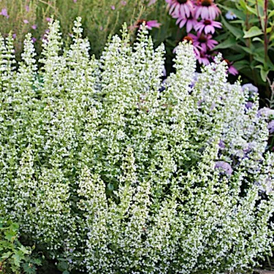 Calamintha nepeta White...