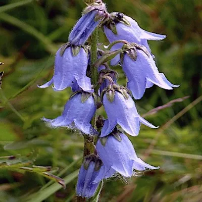 Campanula Barbata" vaso 9