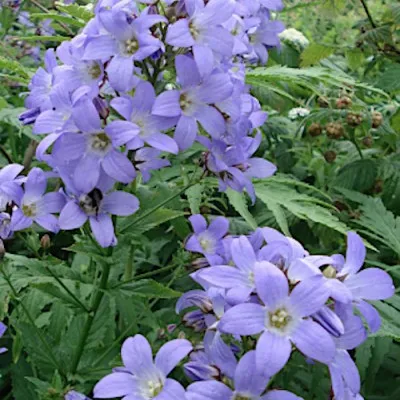 campanula lactiflora...