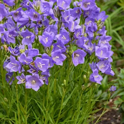 Campanula Persicifolia v.9