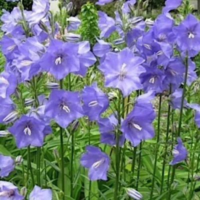 Campanula Persicifolia v.9