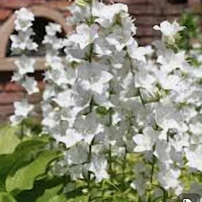 Campanula Persicifolia...