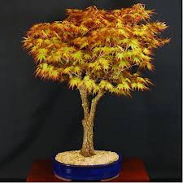 Acer palmatum Arakawa