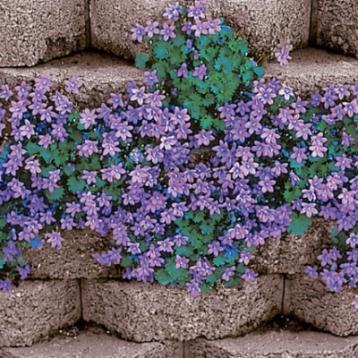 Campanula pontenschlagiana...